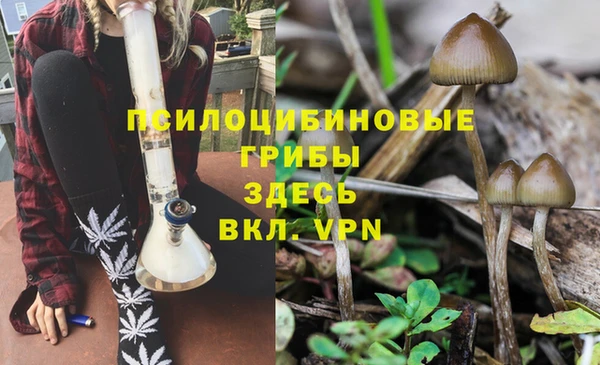 гашик Зеленокумск